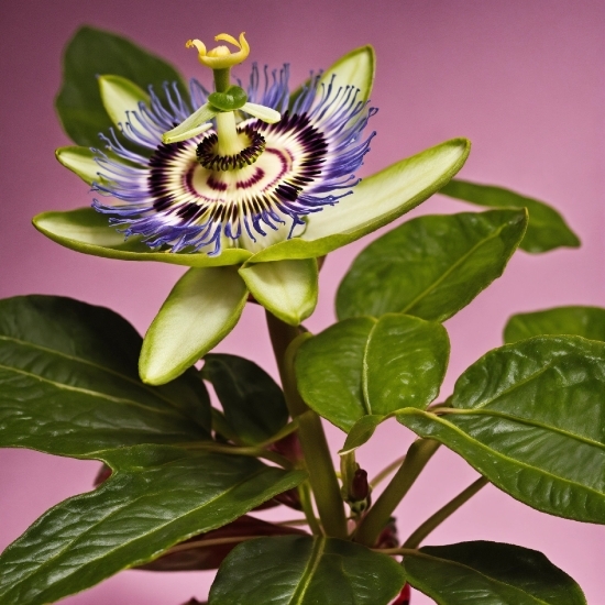 Video Bokeh Museum Internet 2021 Youtube Video Download Free, Flower, Plant, Purple Passionflower, Petal, Green