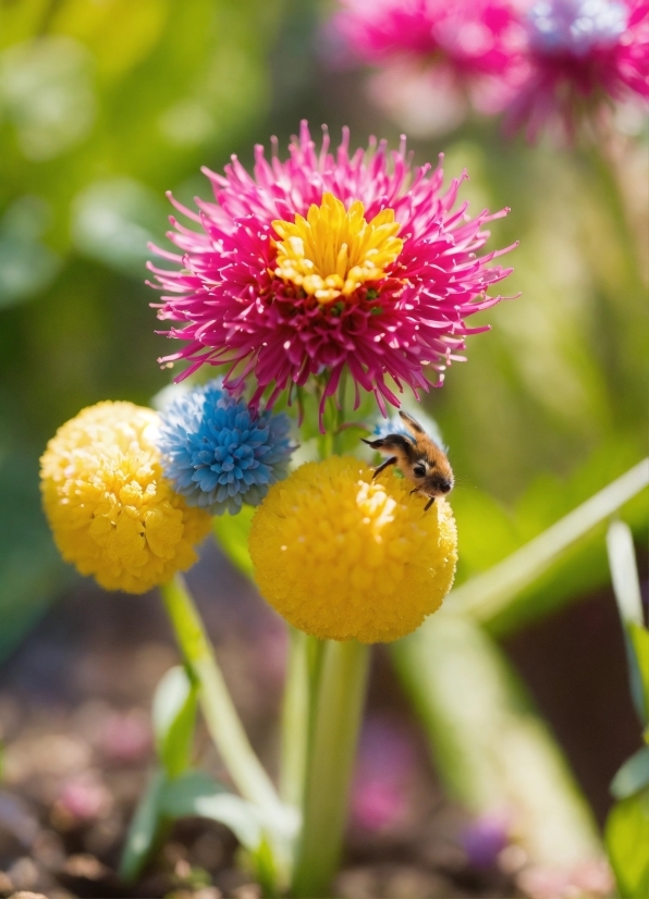 Video Stock Adobe, Flower, Plant, Petal, Terrestrial Plant, Ball