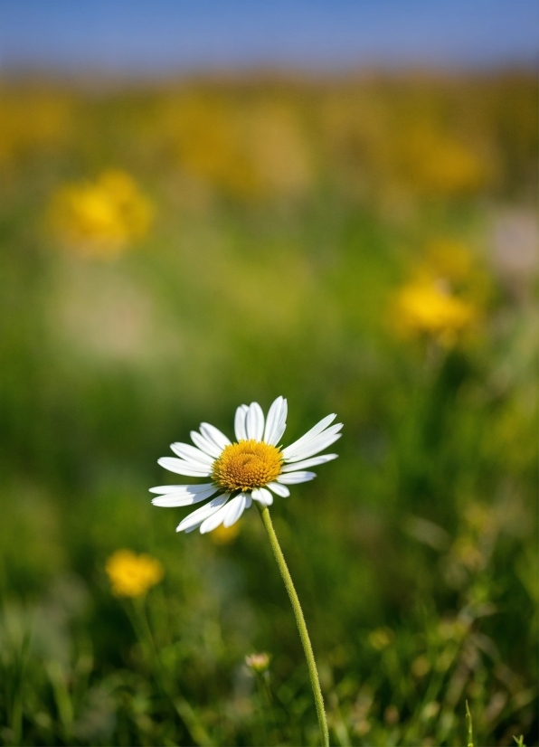 Vimeo Stock Footage, Flower, Plant, Sky, Petal, Camomile