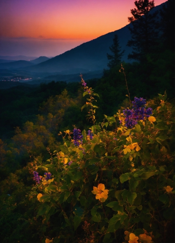 Vn Video Background Download, Flower, Sky, Plant, Ecoregion, Mountain