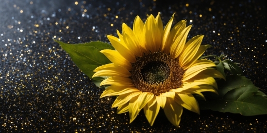 Youtube Audio Library Free Download, Flower, Plant, Sky, Petal, Sunflower