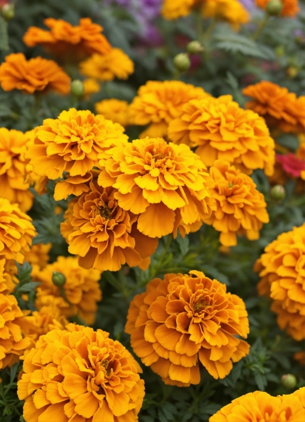 Youtube Channel Name Ai, Flower, Plant, Botany, Petal, Tagetes