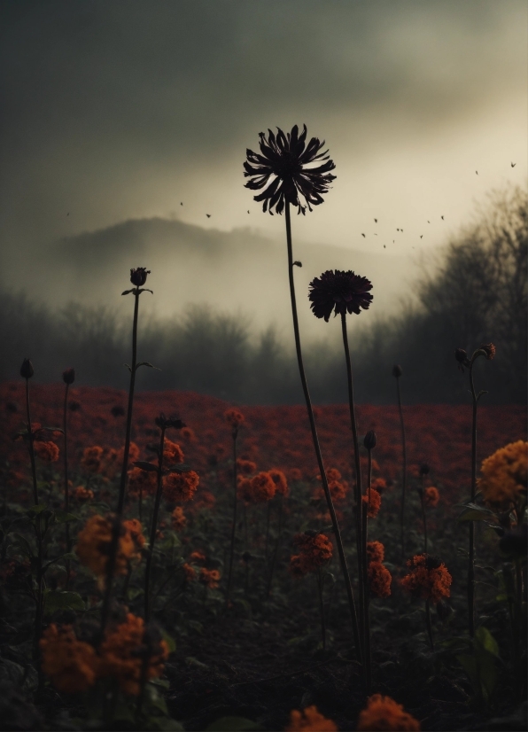 Zoom Free Video Background, Plant, Flower, Sky, Cloud, Atmosphere