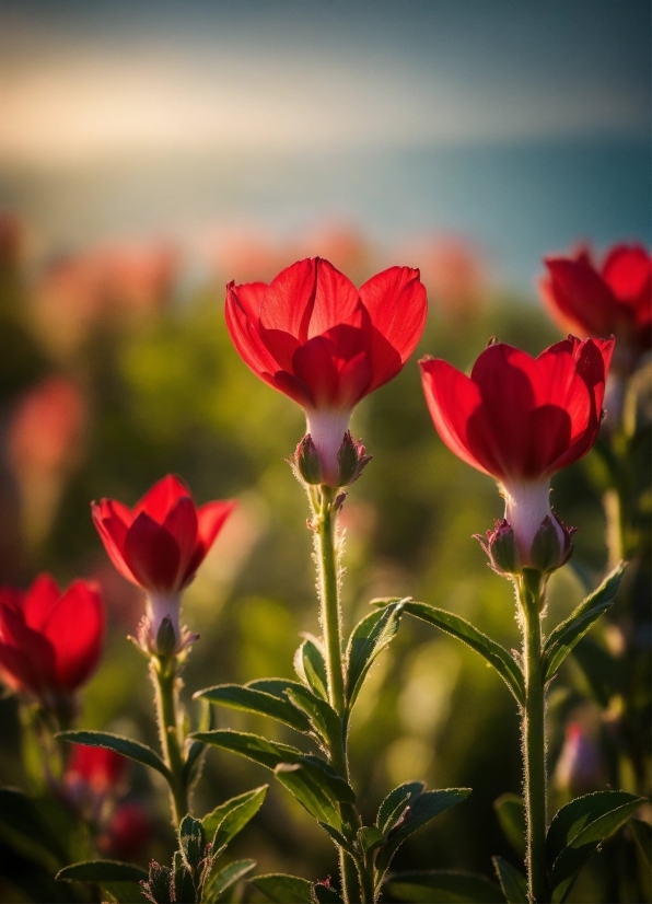 Zyro Photo Enhance, Flower, Plant, Sky, Petal, Natural Landscape