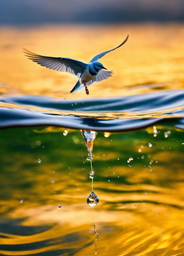 Free Movie Editing Software, Water, Bird, Liquid, Fluid, Natural Landscape