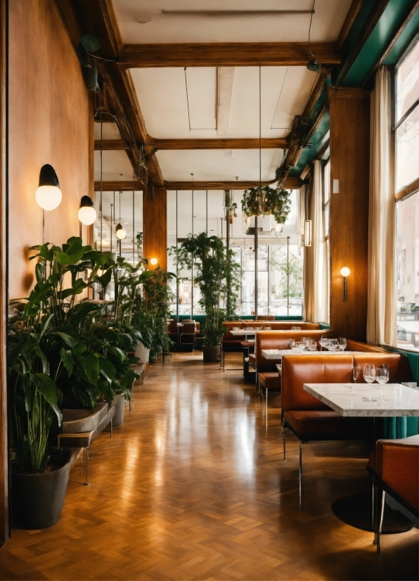 Graphics With Motion, Plant, Table, Furniture, Wood, Chair