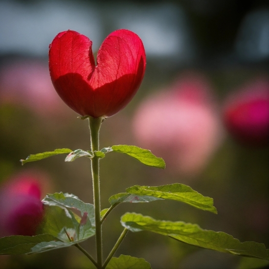 Kinemaster Pro X, Flower, Plant, Petal, Natural Landscape, Grass