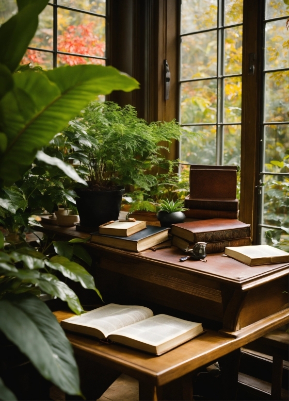 Public Domain Nature Footage, Plant, Window, Building, Houseplant, Book