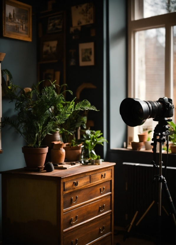 Video Background Loop, Plant, Property, Picture Frame, Light, Cabinetry