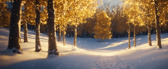 3d Movie Making Software, Atmosphere, Branch, Natural Landscape, Wood, Snow