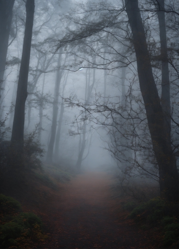 Adobe Graphics Software, Atmosphere, Plant, Wood, Natural Landscape, Sky