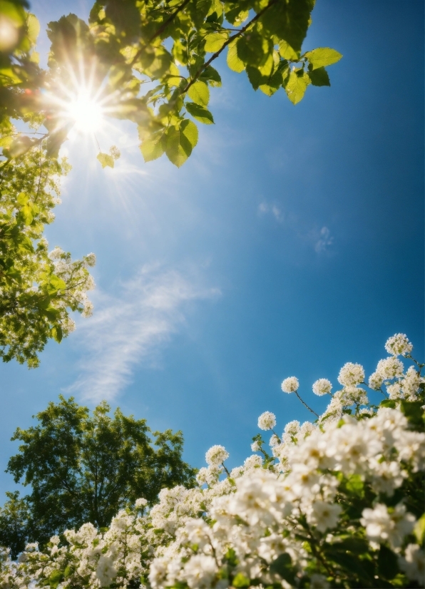 Artfully Walls, Sky, Flower, Daytime, Cloud, Plant