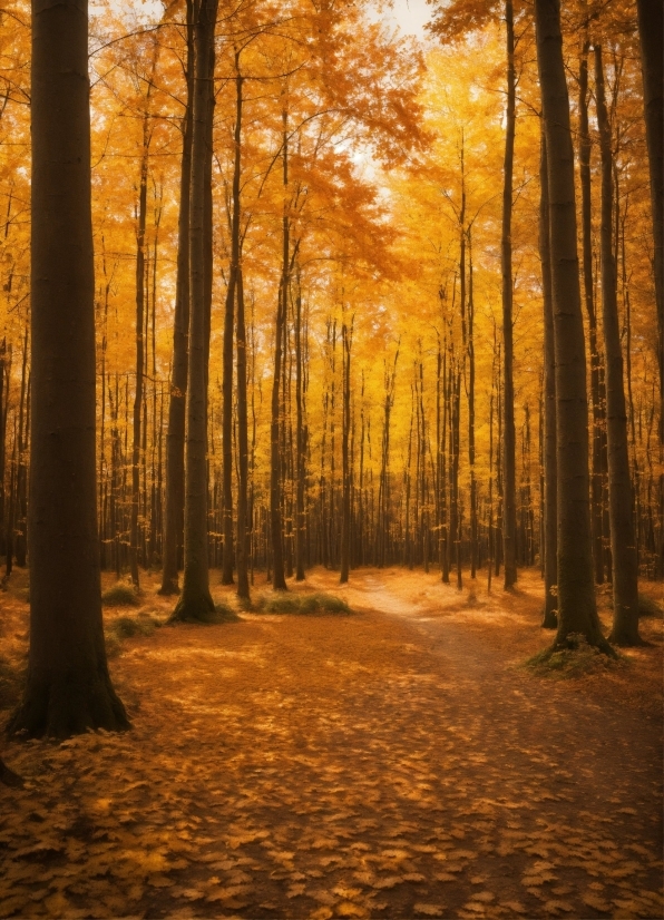 Atmosphere, Ecoregion, Light, People In Nature, Plant, Natural Landscape