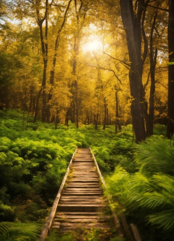 Background Photo Eraser, Plant, Ecoregion, Green, Natural Landscape, Wood