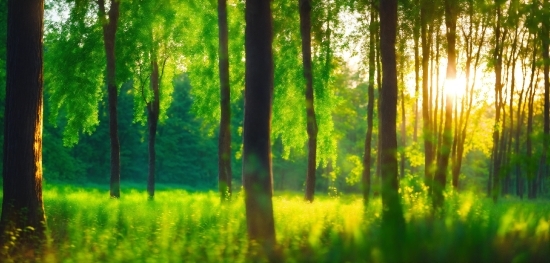 Best Open Source Video Editor, Plant, Green, Wood, Tree, Natural Landscape