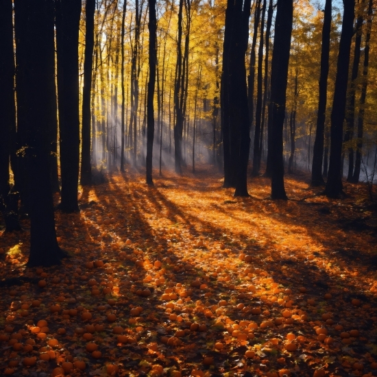 Brown, Plant, People In Nature, Wood, Natural Landscape, Tree