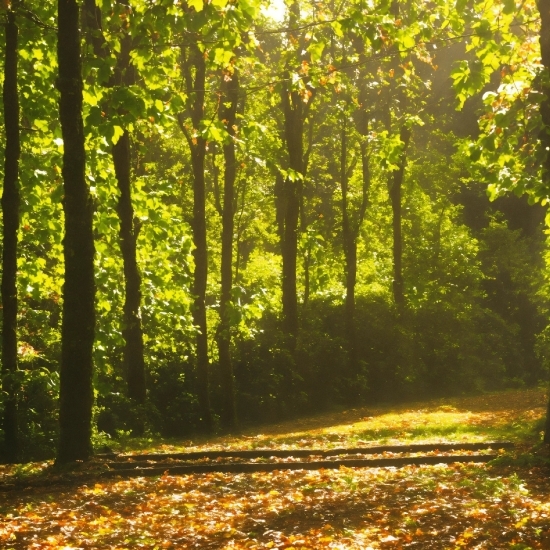 Cap Cut Editor, Ecoregion, Light, Leaf, Plant, Natural Landscape