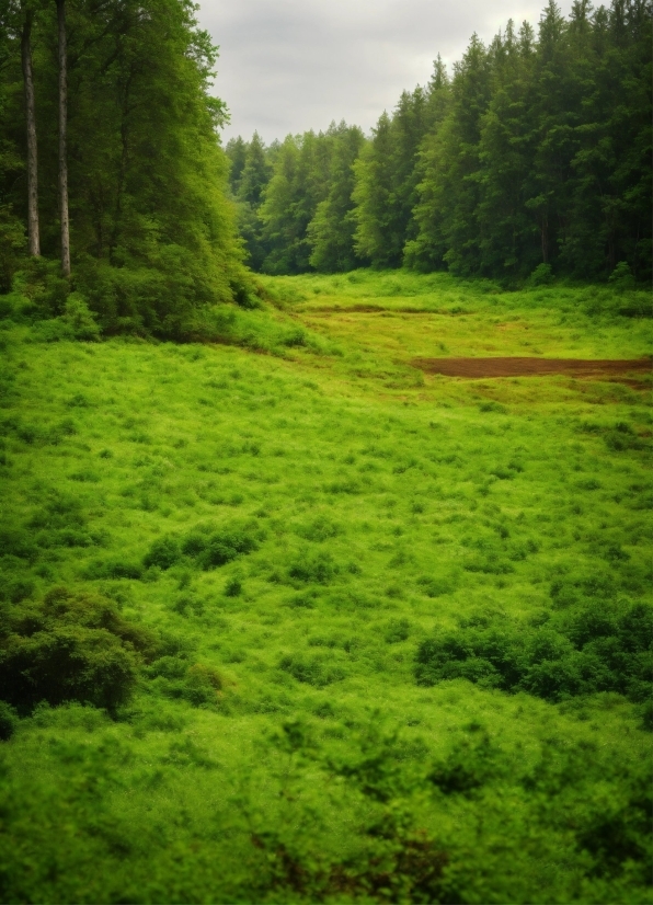 Capcut Content Creator, Plant, Ecoregion, Green, Tree, Natural Landscape