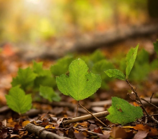 Change Pixel Of Image, Plant, Wood, Terrestrial Plant, Natural Landscape, Twig