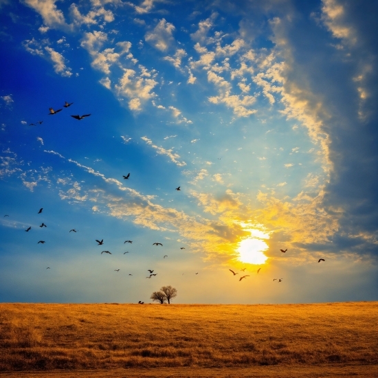 Cloud, Sky, Atmosphere, Daytime, Bird, Afterglow