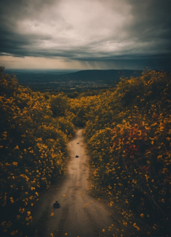 Cloud, Sky, Atmosphere, People In Nature, Plant, Natural Landscape