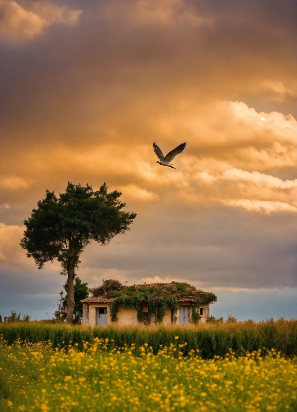 Cloud, Sky, Plant, Flower, Bird, Ecoregion