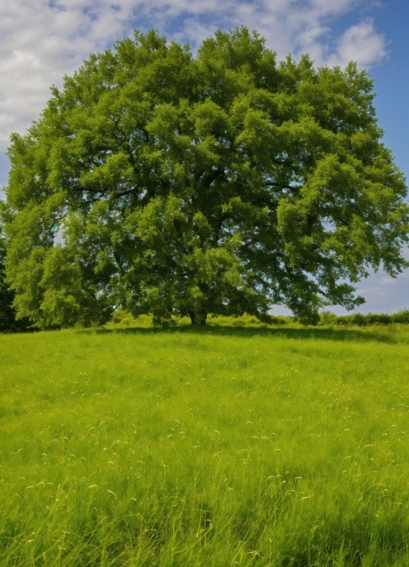 Cloud, Sky, Plant, Natural Landscape, Sunlight, Tree