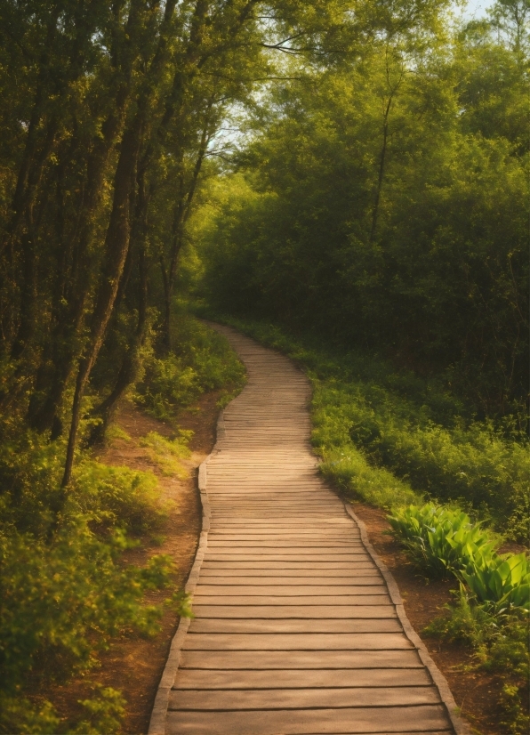 Content Creation Studios, Plant, Natural Landscape, Wood, Tree, Road Surface