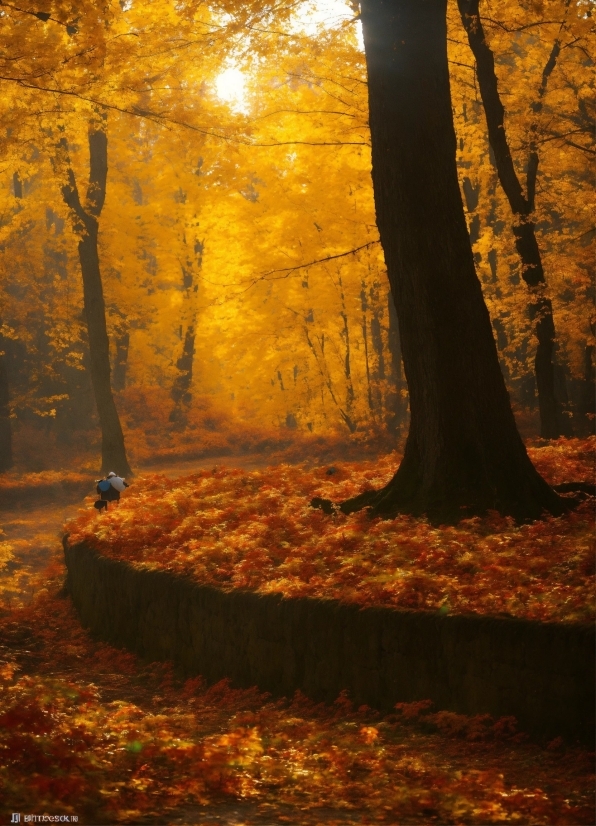 Content Creator Com, Plant, Atmosphere, People In Nature, Natural Landscape, Wood