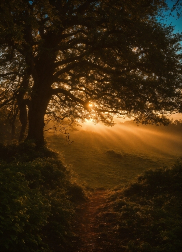 Content Creator Day, Atmosphere, Sky, Ecoregion, Plant, Afterglow