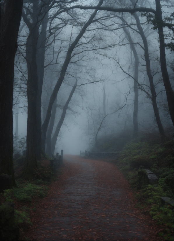 Cool Photos Download, Plant, Atmosphere, Fog, Leaf, Road Surface