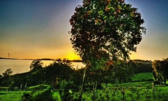 Damien Hirst, Sky, Plant, Ecoregion, Leaf, Natural Landscape