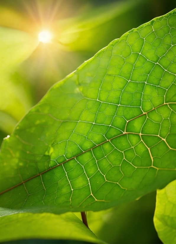 False Ceiling Design, Leaf, Terrestrial Plant, Grass, Water, Tints And Shades