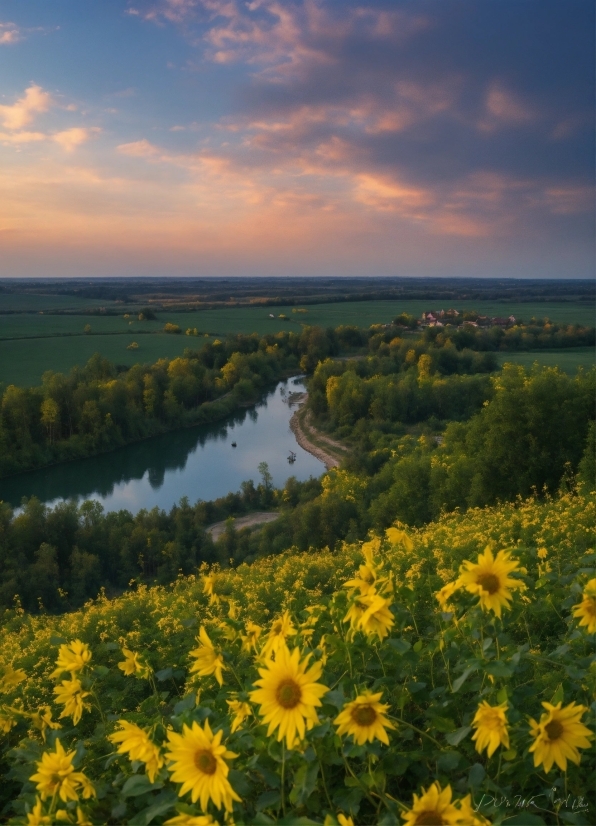 Flower, Sky, Cloud, Plant, Water, Ecoregion