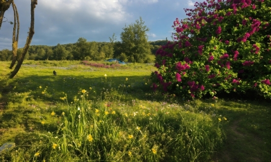 Flower, Sky, Plant, Cloud, Ecoregion, Natural Landscape