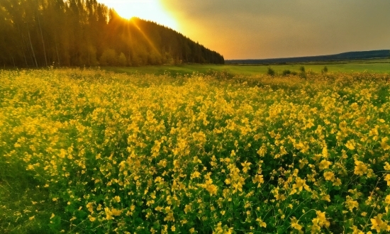 Flower, Sky, Plant, Ecoregion, Light, People In Nature