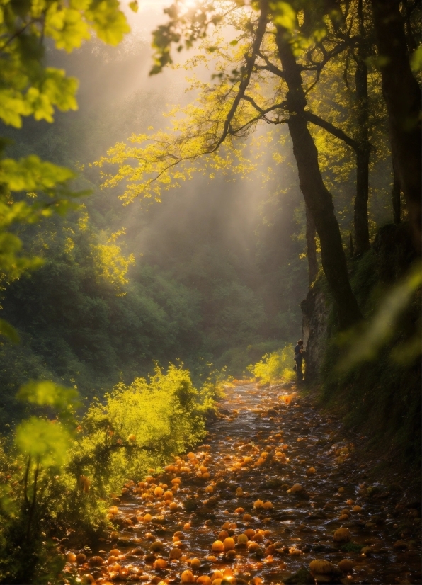 Free Photo Frames, Atmosphere, People In Nature, Plant, Wood, Natural Environment