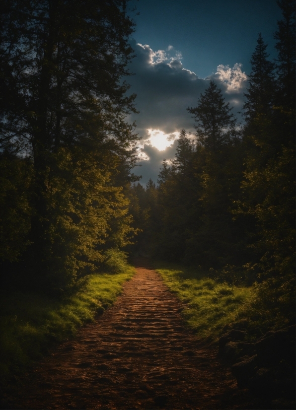 Gimp Edit Text, Cloud, Plant, Atmosphere, Sky, Branch