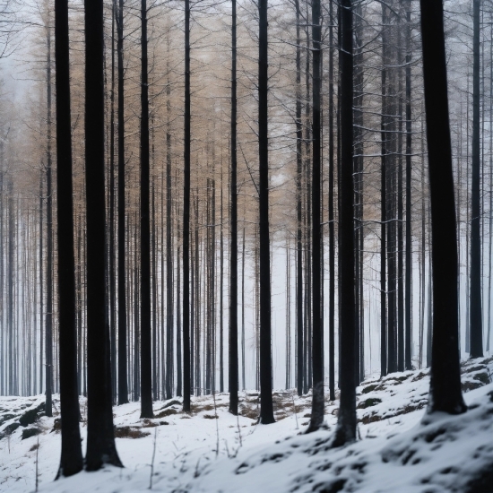 Gimp Photo Editor Online, Plant, Nature, Natural Landscape, Wood, Snow