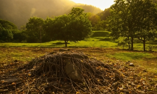 Google Content Creator, Plant, Ecoregion, Natural Landscape, Tree, Leaf