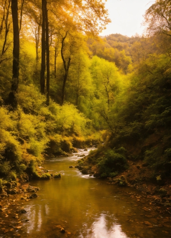 Google Photoshop, Water, Sky, Ecoregion, Plant, Fluvial Landforms Of Streams