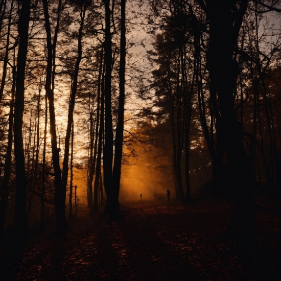 Hd Pic Maker, Atmosphere, Sky, Natural Landscape, Leaf, Wood