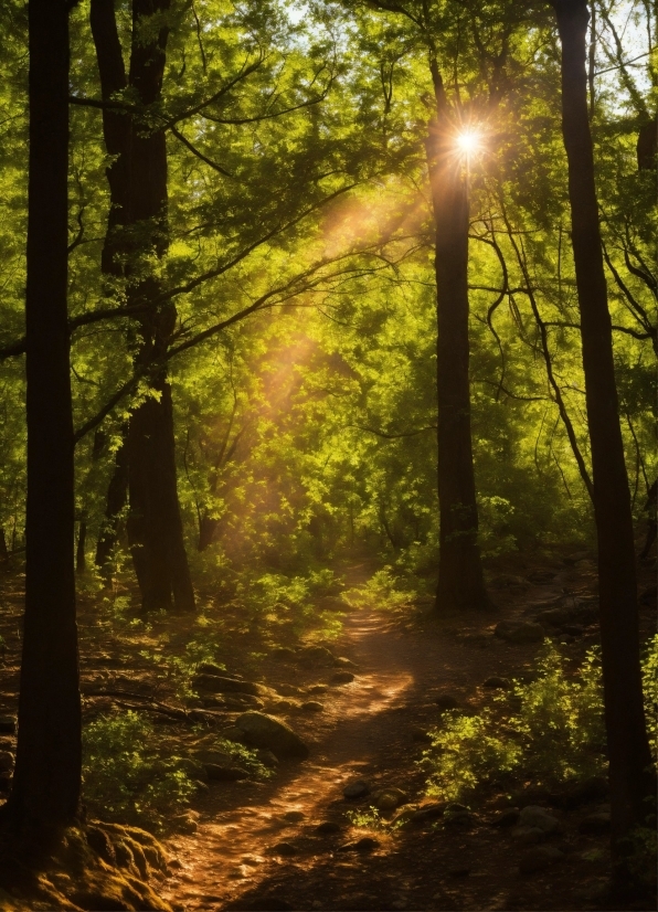 High Res James Webb Images, Plant, Atmosphere, Natural Landscape, Wood, People In Nature