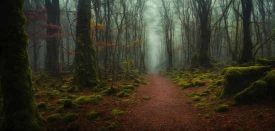 Imaris Viewer, Plant, Atmosphere, Natural Landscape, Wood, Trunk