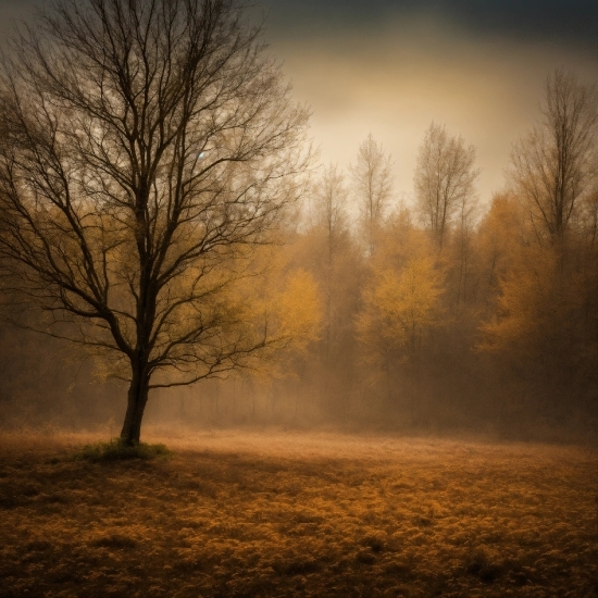 Irish Content Creators, Sky, Atmosphere, Plant, Natural Landscape, Wood