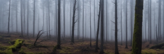 Kinemaster Premiere Pro, Atmosphere, Plant, Natural Landscape, Fog, Wood