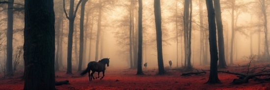 Lion Photo, Horse, Plant, Atmosphere, Natural Landscape, Natural Environment