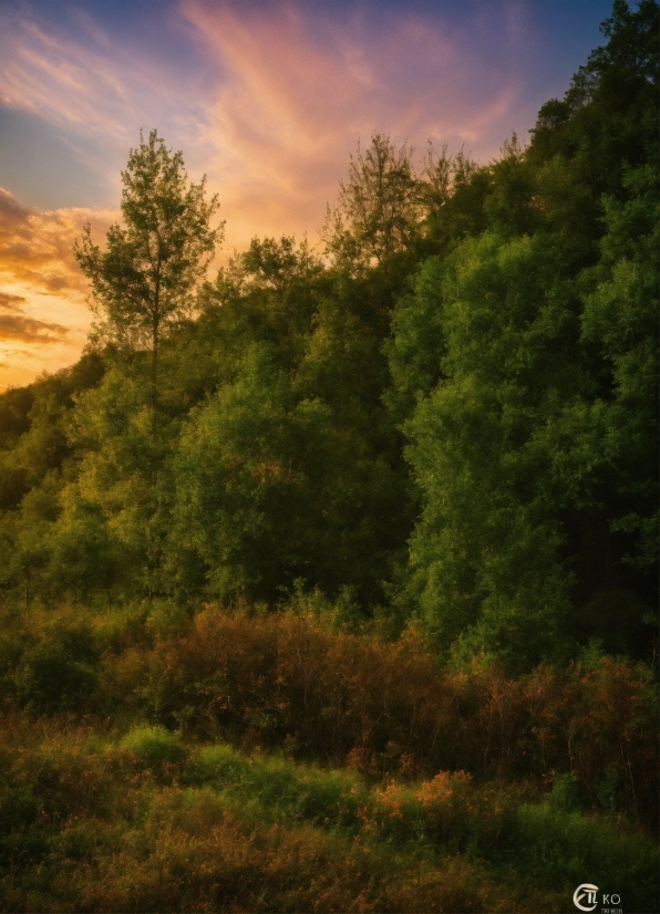 Luminar Ai Neo, Cloud, Sky, Plant, Ecoregion, Natural Landscape