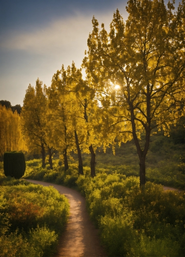 Microsoft Windows Media Player, Sky, Plant, Cloud, Natural Landscape, Leaf