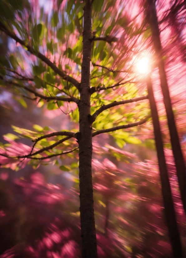 New Cool Photos, Sky, Atmosphere, Plant, Purple, Branch